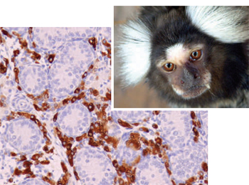 Leydig cells and a marmoset