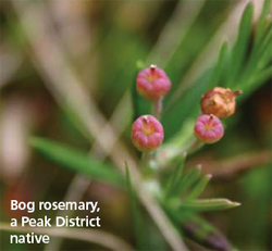 Rosemary bog