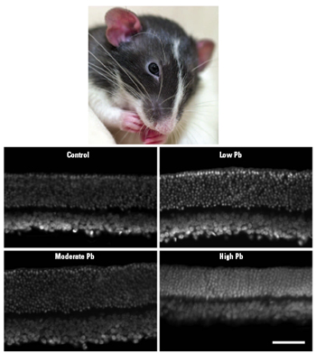 retinal scans of a rat
