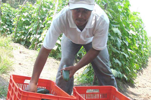 Farmers in Honduras received technical assistance and training in small business skills and agricultural practices