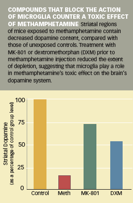 COMPOUNDS THAT BLOCK THE ACTION OF MICROGLIA COUNTER A TOXIC EFFECT
OF METHAMPHETAMINE -  Graphic