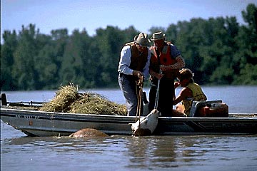 Photo of people in a boat helping a cow stuck in flood waters.