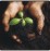 Cupped hands holding soil and a small green plant