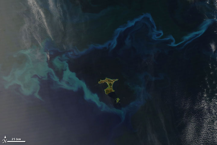 Plankton Bloom Surrounds Chatham Islands