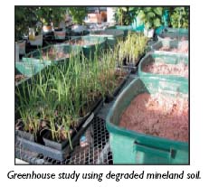 Greenhouse study using degraded mineland soil