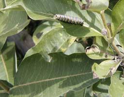 Closeup picture of a monarch larva on the underside of a milkweed leaf.