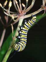 Picture of a monarch larva on a milkweed stem.