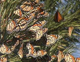 Picture of adult Monarch butterflies congregating on a pine branch.