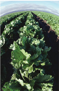 row of lettuce