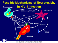 Link - to powerpoint presentation: Methamphetamine and HIV: CNS Effects