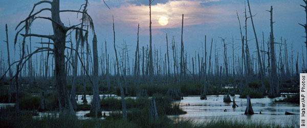 Louisiana's Wetlands: A Lesson in Nature Appreciation