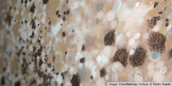 A Spreading Concern: Inhalational Health Effects of Mold