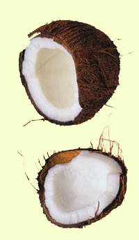 coconuts