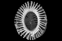 What is a Coccolithophore? Fact Sheet