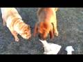 Bloodhound and Sharpei eat chicken legs