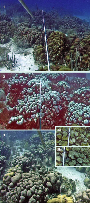 Acroporid corals undergoing bleaching