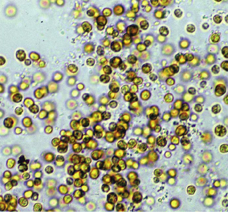 Symbiodinium zooxanthellae cultured from rice coral