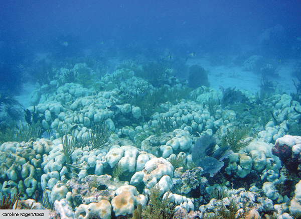 In Hot Water: Global Warming Takes a Toll on Coral Reefs