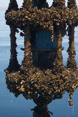 With few natural predators, zebra and quagga mussels can grow in high density, encrusting tools such as this current meter in Lake Michigan, and cloggin water- intake pipes at factories and power plants.