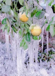 Frozen fruit