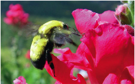 bee pollinating a flower