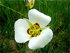 Mariposa Lily 