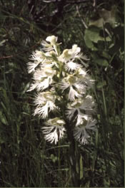 Prairie Fringed Orchid: Threatened Species