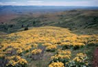 Arrowleaf balsamroot