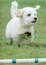 image of dog jumping a hurtle