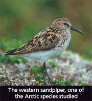 western sandpiper