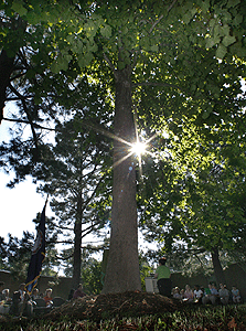 [Image of Booker Moon Tree]