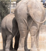 two elephants, rear view