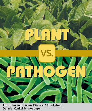 Plant vs. Pathogen: Enlisting Tobacco in the Fight against Anthrax