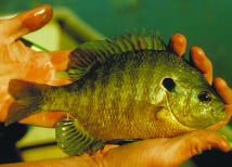 bluegill