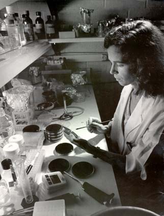 woman in laboratory streaking a plate with the organism that causes pertussis
