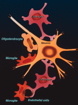 brain cells