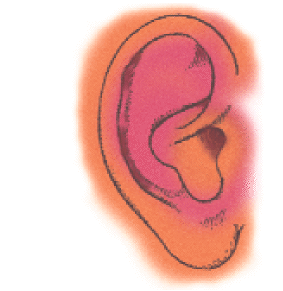 ear