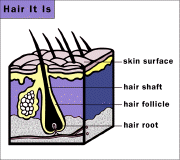 [anatomy of a hair]