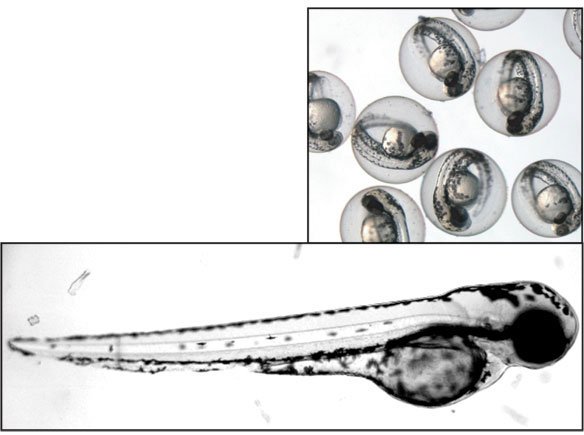 zebrafish development