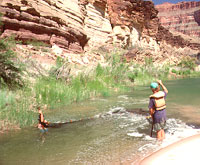 photo: Researchers in Colorado River, Grand Canyon