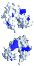 IgE receptor