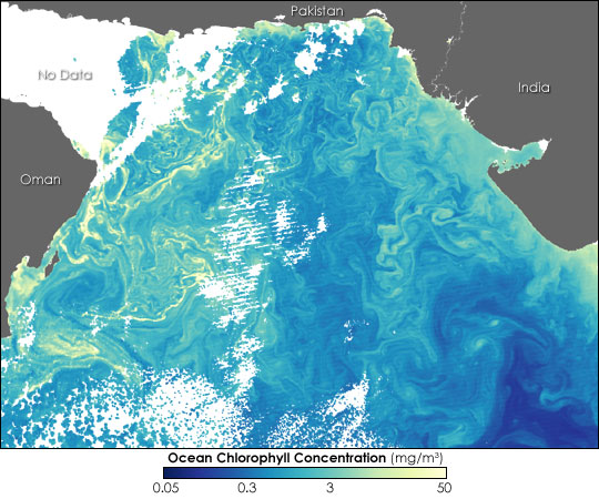 Phytoplankton in the Arabian Sea