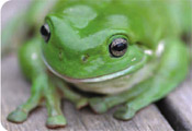 frog