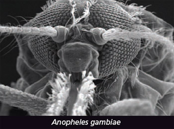 Anopheles gambiae mosquito