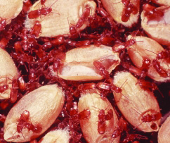beetles in grain