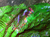 NASA's Autonomous Modular Scanner on the Ikhana aircraft captured this thermal-infrared imagery.