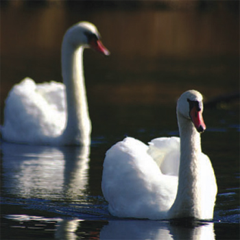 swans