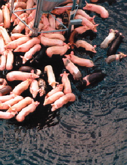 Pigs in water