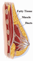Graphic of the Breast showing Fatty Tissue, Muscle and Ducts