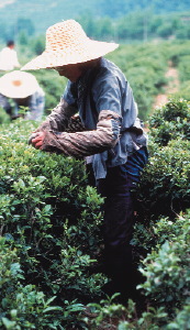 Cotton picker